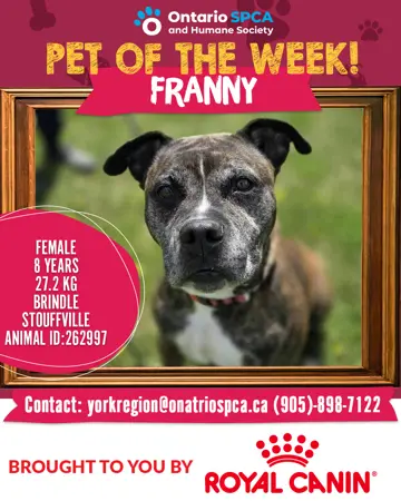 Pet of the Week - Franny 